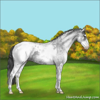 Horse Color:White Spotted Blue Roan Appaloosa 