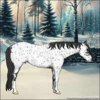 Horse Color:Blue Roan Appaloosa