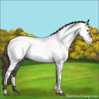 Horse Color:Smoky Blue Roan Appaloosa
