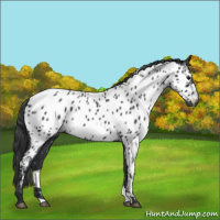 Horse Color:Blue Roan Appaloosa 