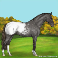 Horse Color:Smoky Blue Roan Appaloosa 