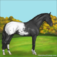 Horse Color:Blue Roan Appaloosa 
