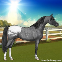 Horse Color:Blue Roan Appaloosa 