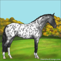 Horse Color:Blue Roan Appaloosa 