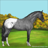 Horse Color:Blue Roan Appaloosa 