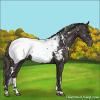 Horse Color:White Spotted Smoky Black Snowcap 