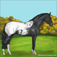 Horse Color:Blue Roan Snowcap 