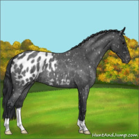 Horse Color:Blue Roan Appaloosa