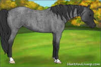 Horse Color:Blue Roan 