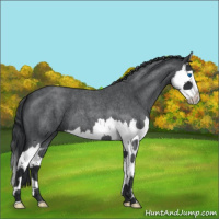 Horse Color:Blue Roan Splash