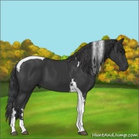 Horse Color:Black Tobiano 