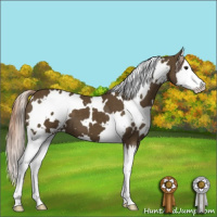 Horse Color:White Spotted Chocolate Palomino Splash 