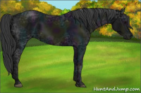 Horse Color:Midnight Black Ice Appaloosa Rabicano 