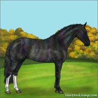 Horse Color:Midnight Black Ice Rabicano 