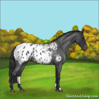 Horse Color:Blue Roan Appaloosa Rabicano 