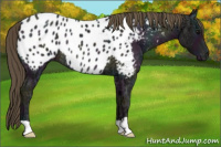 Horse Color:Midnight Smoky Black Ice Near Leopard Rabicano 