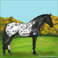 Horse Color:Midnight Blue Ice Roan Blanket Rabicano 