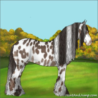 Horse Color:Liver Chestnut Tobiano Leopard Rabicano 
