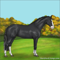 Horse Color:Black Splash Varnish Rabicano