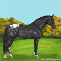 Horse Color:Black Appaloosa Rabicano 