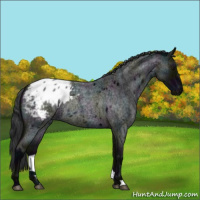 Horse Color:Midnight Blue Roan Appaloosa Rabicano 