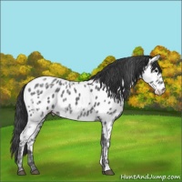 Horse Color:Black Ice Appaloosa Rabicano