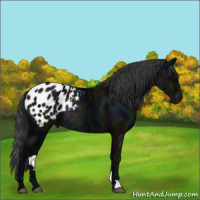 Horse Color:Midnight Black Appaloosa Rabicano 