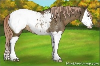 Horse Color:Chocolate Palomino Splash Appaloosa Rabicano 