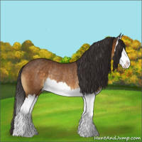 Horse Color:Buckskin Splash Rabicano