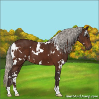 Horse Color:White Spotted Silver Bay 