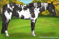 Horse Color:White Spotted Liver Chestnut 