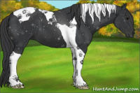 Horse Color:Black Tobiano 