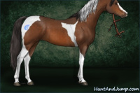Horse Color:Buckskin Sabino Tobiano 