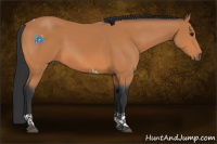 Horse Color:Bay Tobiano 
