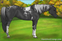 Horse Color:Black Tobiano 