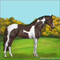 Horse Color:Liver Chestnut Tobiano 