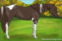 Horse Color:Liver Chestnut Tobiano 
