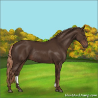 Horse Color:Liver Chestnut Rabicano