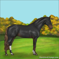 Horse Color:Liver Chestnut Rabicano 