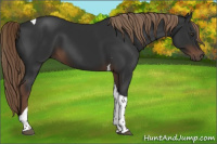 Horse Color:Liver Chestnut Tobiano 