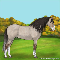 Horse Color:Liver Red Dun Roan Splash 
