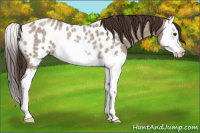 Horse Color:Liver Red Dun Roan Splash Near Leopard Rabicano 