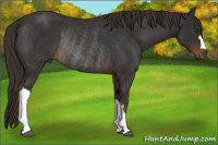 Horse Color:Liver Chestnut Rabicano 