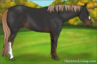 Horse Color:Liver Chestnut 