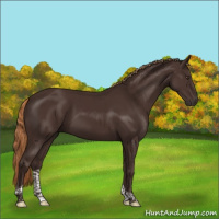 Horse Color:Liver Chestnut Tobiano 