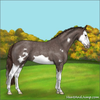 Horse Color:Liver Red Roan Splash Frame