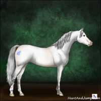 Horse Color:Gray Buckskin Dun