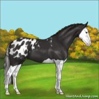 Horse Color:Liver Chestnut Splash Appaloosa