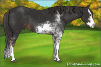 Horse Color:Liver Chestnut Sabino Splash