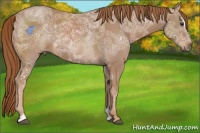 Horse Color:Chestnut Ice Sabino 